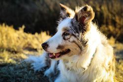 Light coated dog outdoor