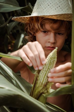 Boy in straw hat exploring corn