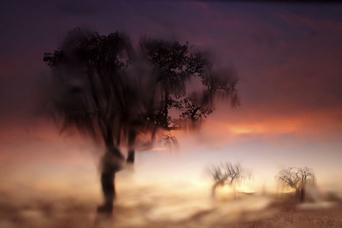 Defocused trees in sunset valley