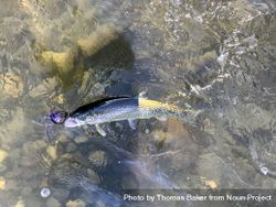 Cutthroat trout being reeled in on a clear river during early winter fishing season bYqPY1