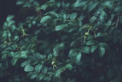 Dark green leaves on bush