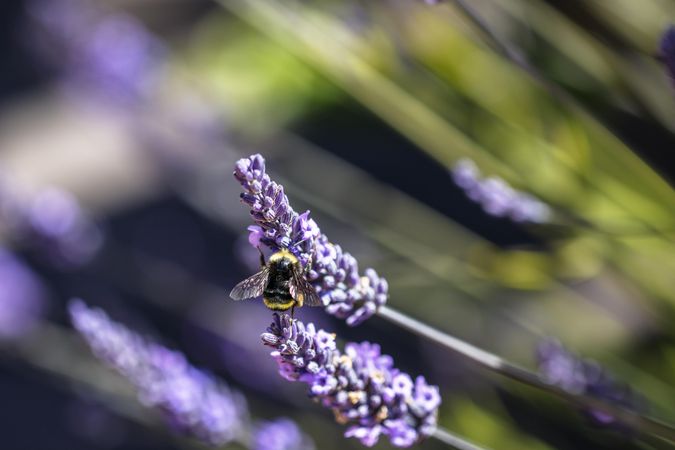 Bee hanging on purple flower