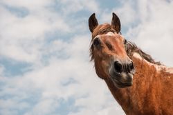 from below view of crop brown horse head in a cloudy background