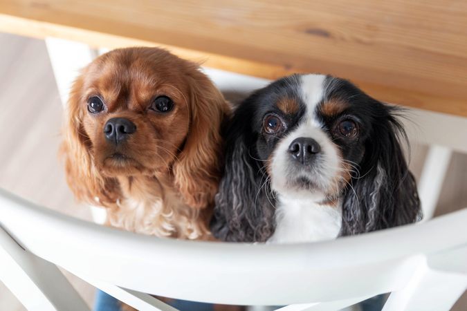 Two cavalier spaniels on kitchen chair