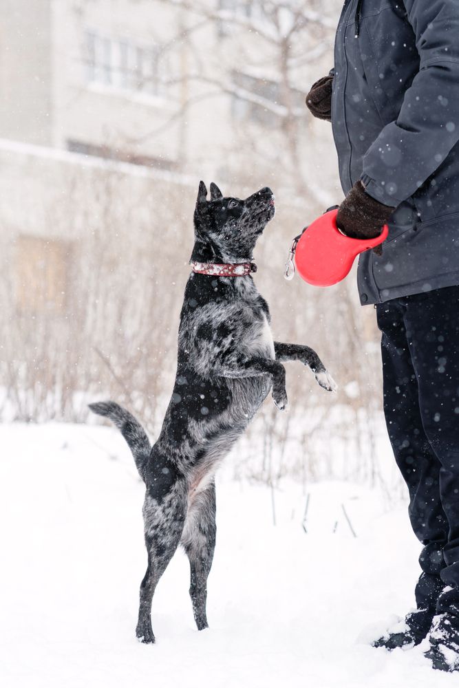 Jump for Joy in the Snow
