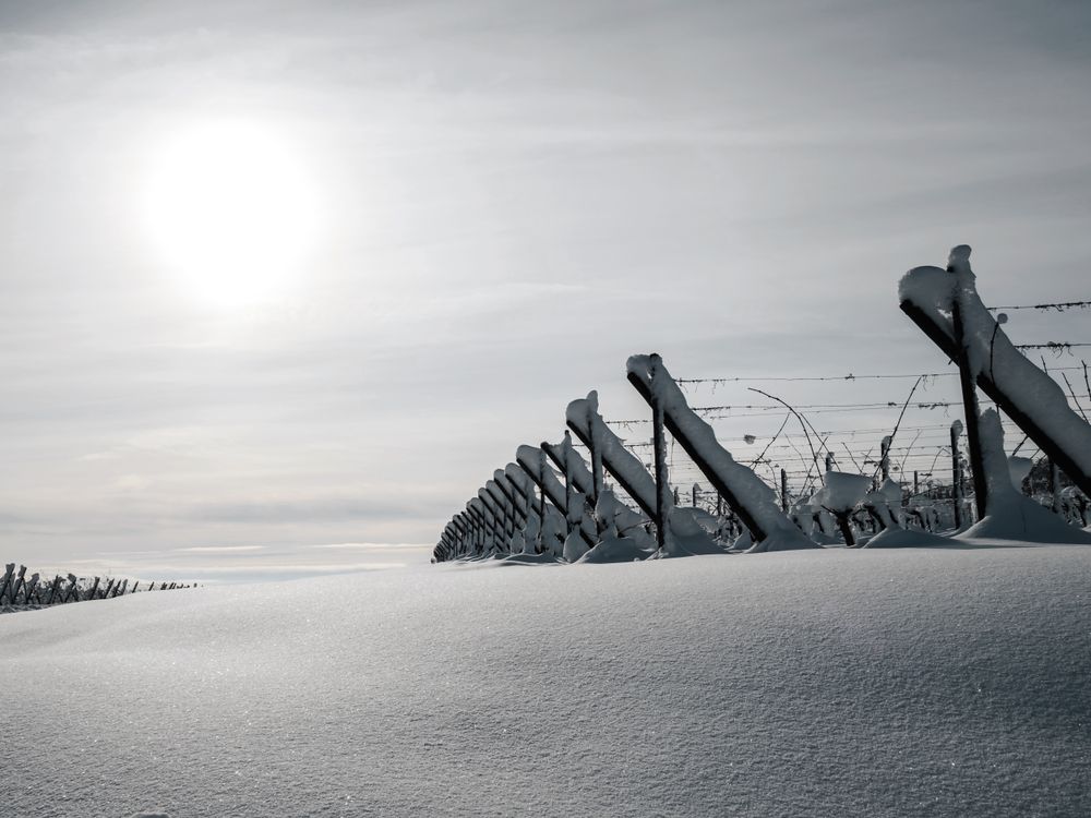 Alsace vineyards under heavy snow on a sunny winter day. Details and top view.
