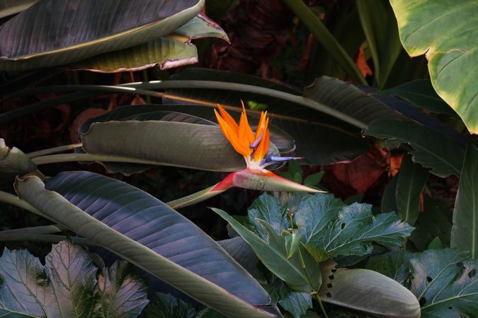 Flowerbed with bird of paradise flowers