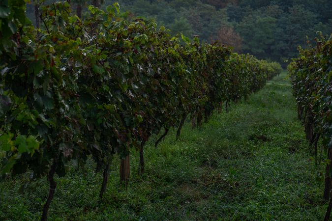 Rows of grape vines in Lopota
