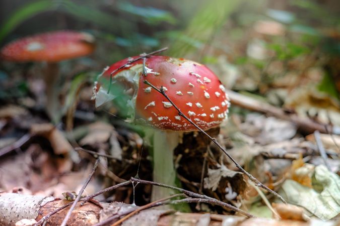 Two agaric mushrooms on forest floor