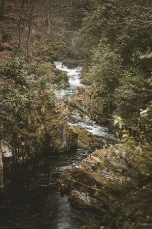 Raging river flowing through old forest