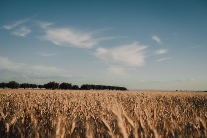 Dry plants on field