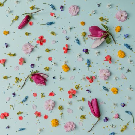 Pattern made of colorful spring flowers on blue background