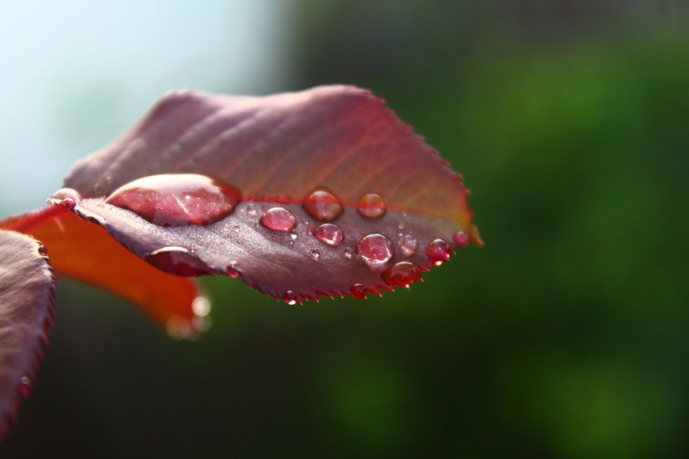 leaf drops