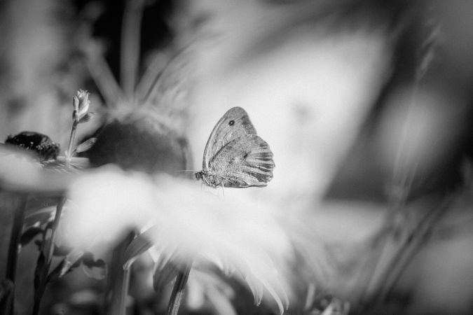 Butterly in field, monochrome