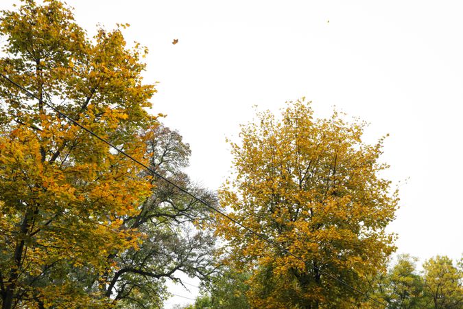 Rainy, autumn, city park in the morning