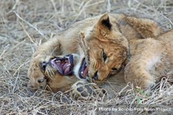 Brown lion cub and lioness playing on brown grass field 0JvXl0