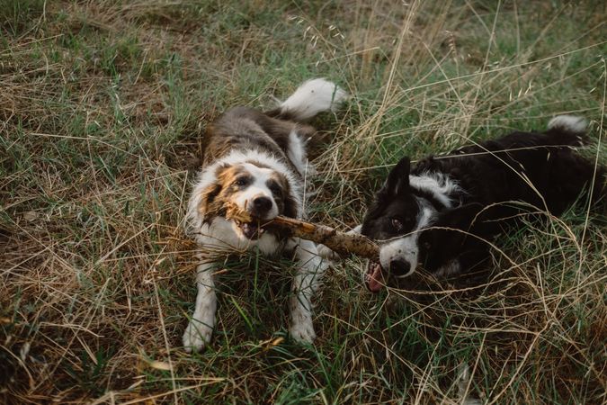 Border Collie dogs having fun together during stick game on dry grass in countryside