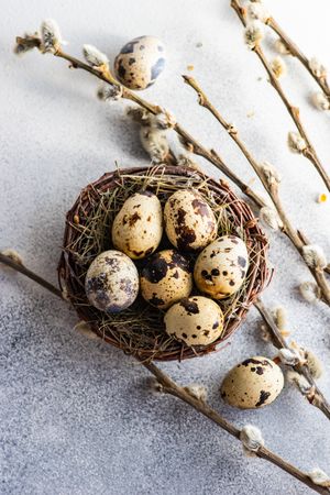 Speckled eggs in delicate nest on table with pussy willow branches