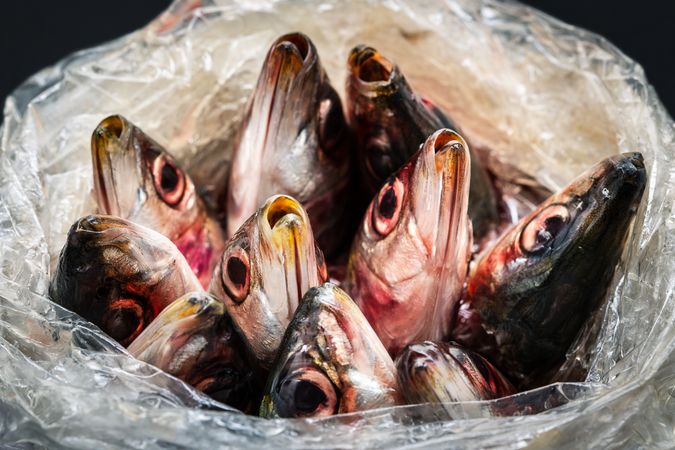 Open plastic bag with fish inside