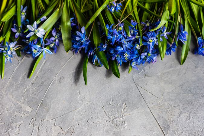 Spring floral card concept with wood squill on concrete table