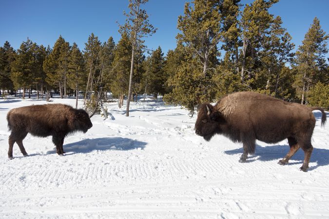 Adult and calf bison facing each other in the snow in Yellowstone National Park, Wyoming