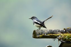 Magpie-robins on tree branch
