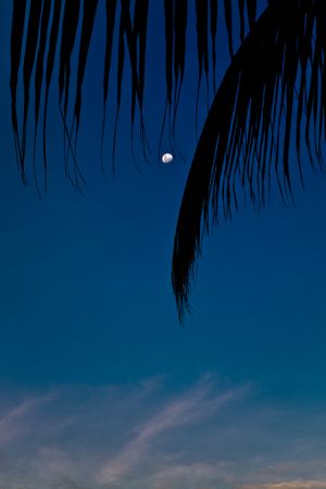 Waxing gibbous moon under a palm tree, vertical