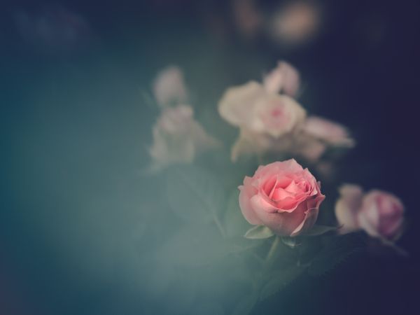 Pretty flower growing in garden
