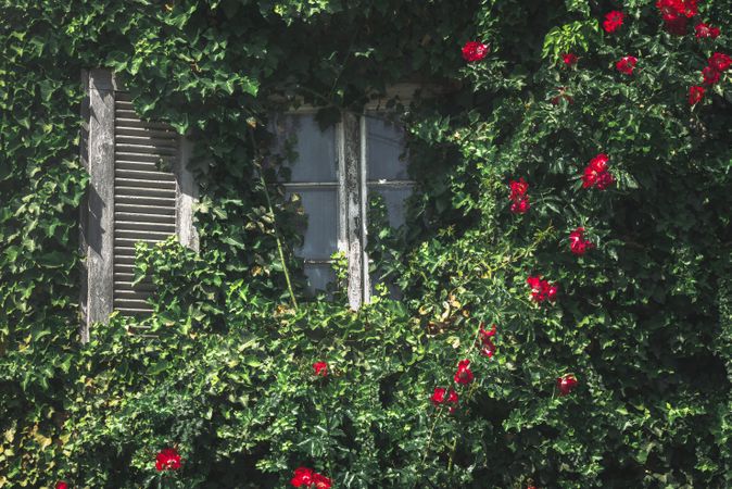 Window with red flowers and ecological wall