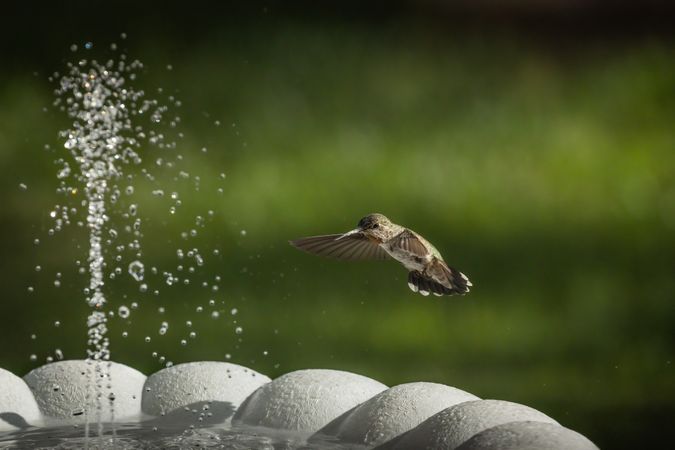 Hummingbird in Flight