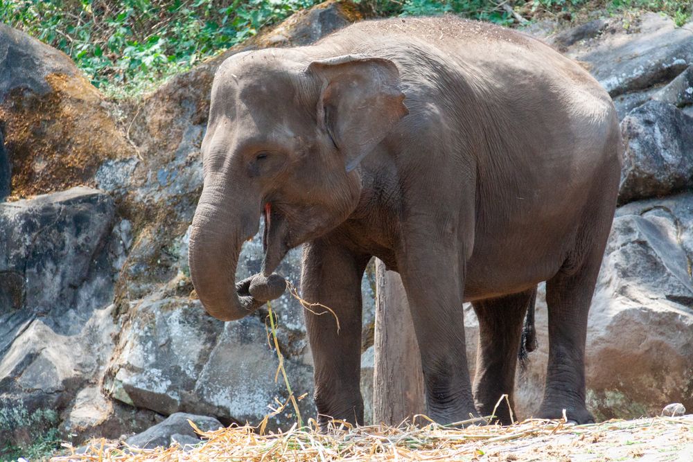 Feeding Elephant