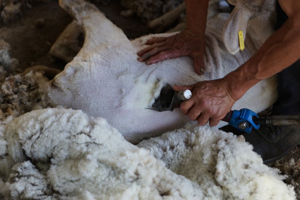 Crop man shearing sheep in barn