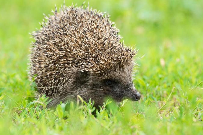 Hedgehog on green grass