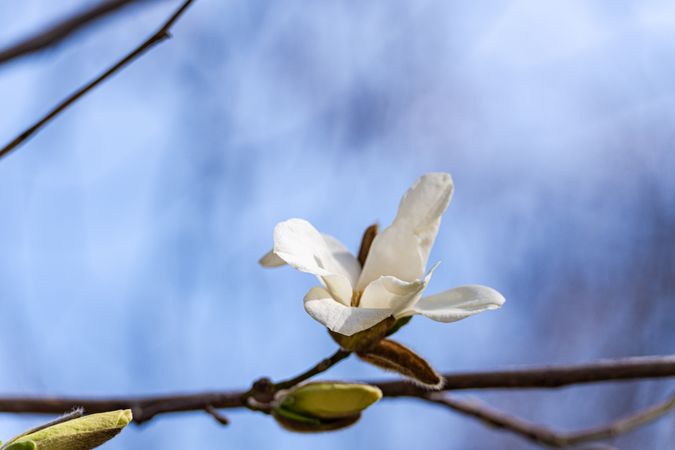 Blooming magnolia tree in the spring park