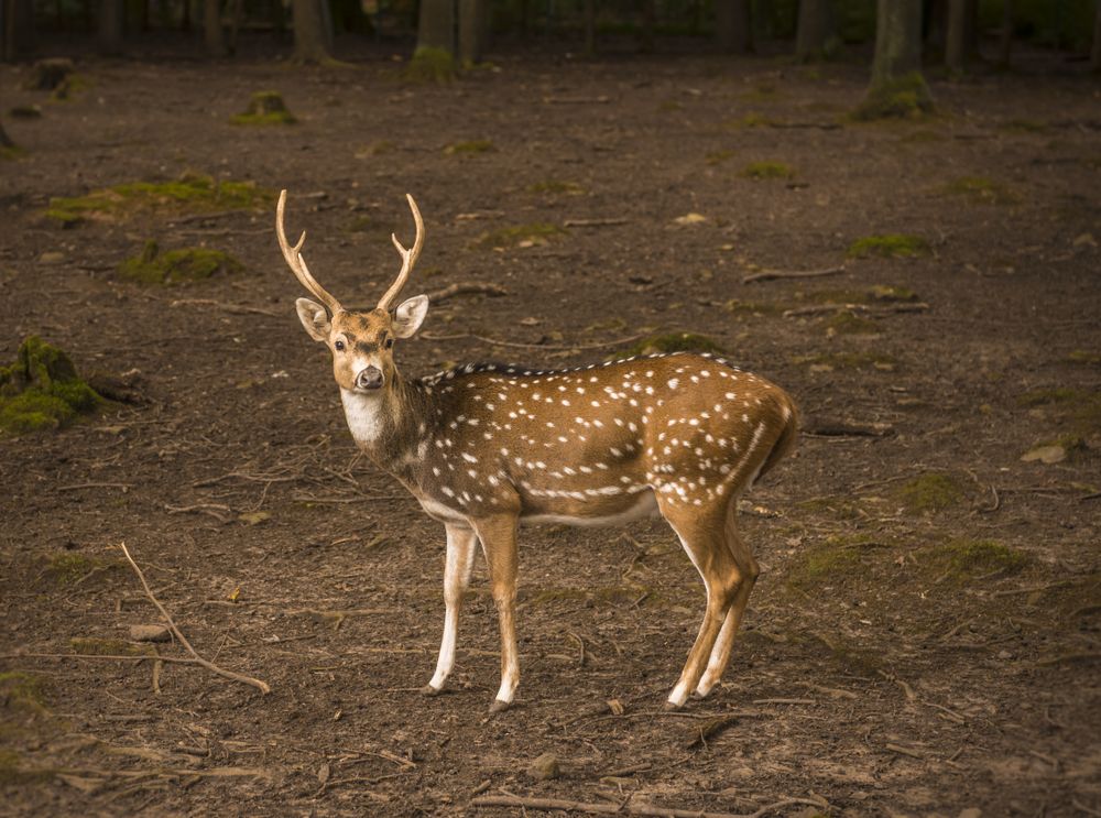 Spotted deer male profile image