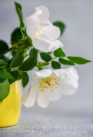 Spring interior with cup and wild rose flowers