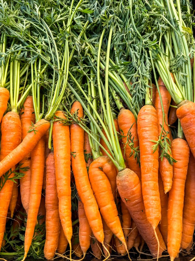 Fresh carrots at market