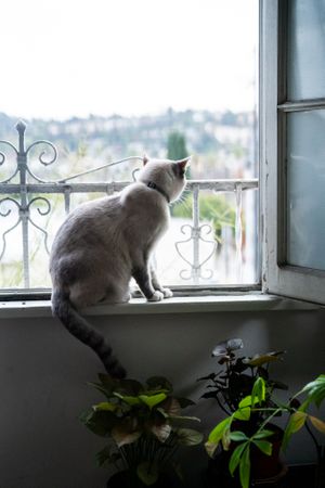 Calm cat sitting on windowsill looking out