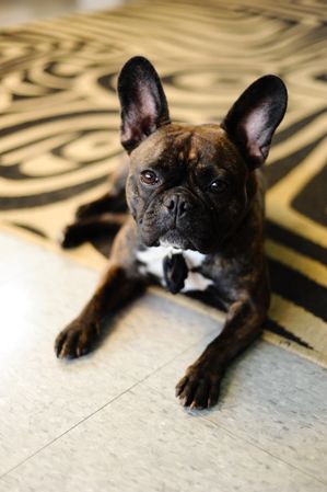 Cute brown French bulldog lays on floor and looks at camera