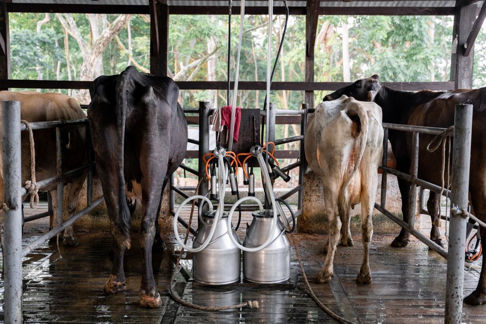 Two cows milking connected to dairy farm machines