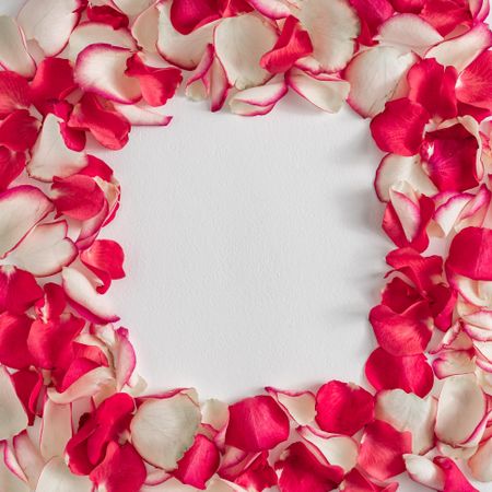Border of made of rose petals