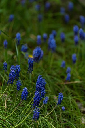 Bright blue wild grape hyacinth flowers in the spring wood