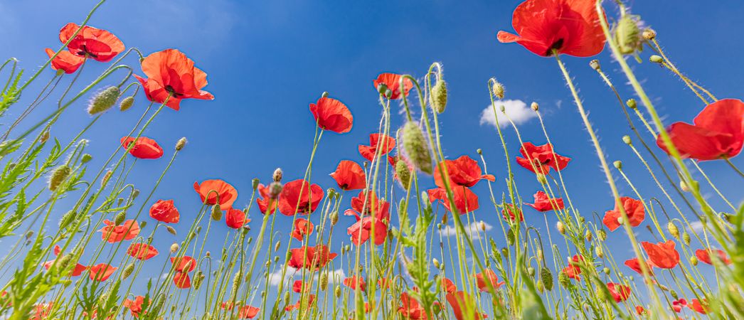 Banner of poppies reaching towards the sky