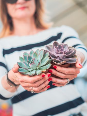Female hands with beautiful gray succulent
