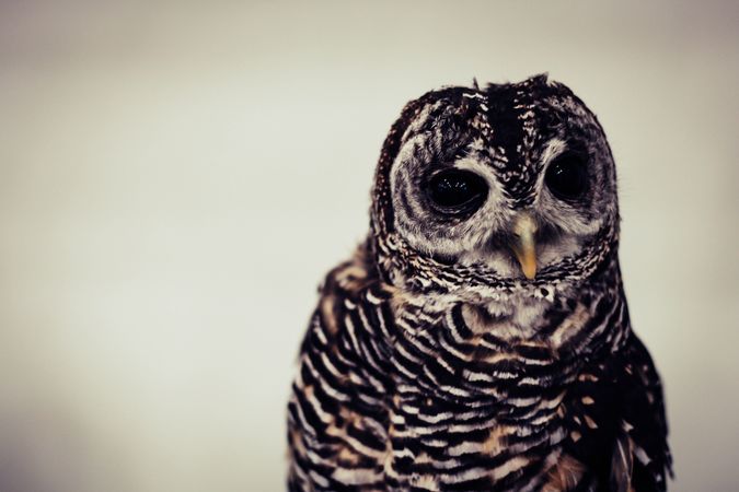 Owl
