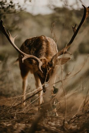 Elk eating leaves in countryside