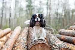 Cavalier spaniel smiling atop logged trees