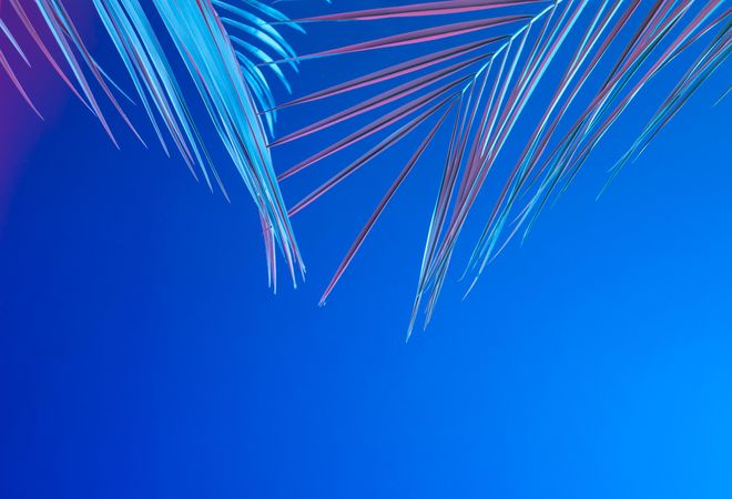 Tropical leaves in bold pink and blue gradient holographic neon colors on bright blue background