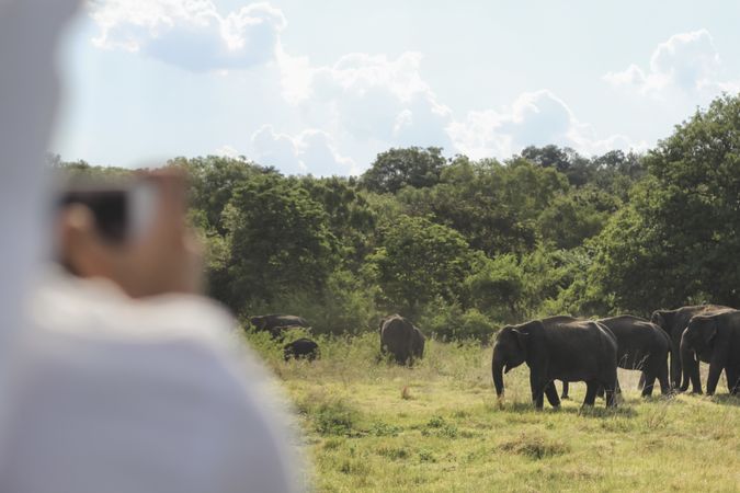 Anonymous person taking pictures of elephants