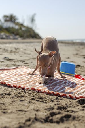 Cute puppy playing on beach in sunny day